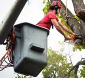 Corporate Capital Tree Service