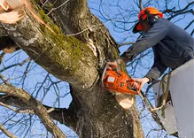 Southern Maryland Tree Service