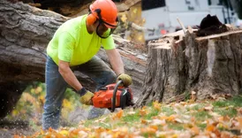 City of Churches Tree Service