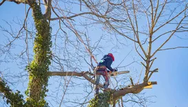 Rotherham Tree Services