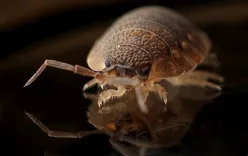 Creepy Creatures Termite And Pest Control