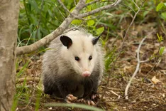 Morris Possum Removal Perth