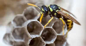 Frontline Wasp Removal Brisbane