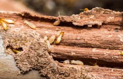 Heart Of Dixie Termite Experts