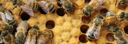 Front Line Bees Removal Canberra