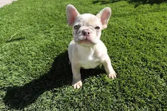 777 Frenchie Puppies