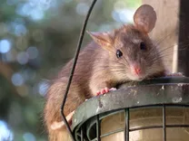 Morris Rodent Control Melbourne