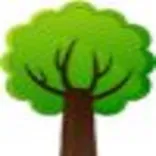 Tree Service Hayward CA