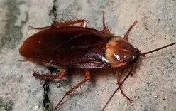 Morris Cockroach Control Brisbane