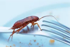 Morris Cockroach Control Adelaide