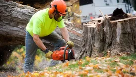 Harford County Tree Removal Service