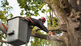 Orchid City Tree Service