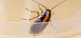 Frontline Cockroach Control Sydney
