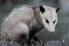 Mick's Possum Removal Brisbane