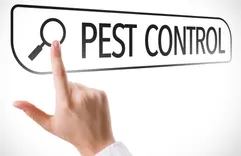 Bucktown Pest Control Solutions