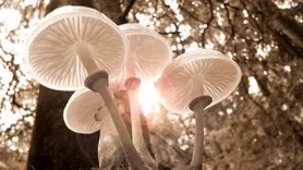 Plane-of-mushrooms