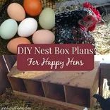 Amazon.com: Chicken Nesting Boxes Laying Eggs