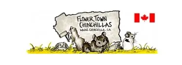 Flower Town Chinchillas