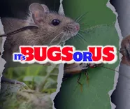 It's Bugs Or Us