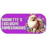 Burnette’s Exclusive Pomeranians
