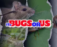 ITS BUGS OR US