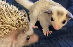 Pet Hedgehogs, Sugar Gliders and Ferret