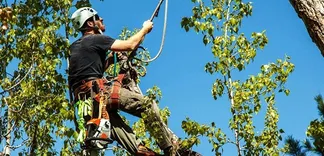 Carol Chevelon Lawn & Tree Service