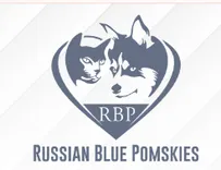 Russian Blue Pomskies