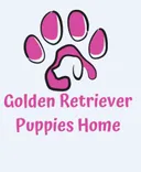 Golden Retriever Puppies Home