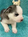 Siberian Huskies Puppies Golden Retrievers