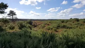 New Forest Mountain Biking