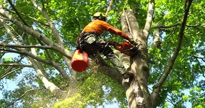 Devid tree services comapany