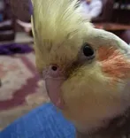 BITTERN PETS