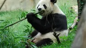 Bamboo Panda