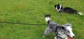 Ladywell Kennels