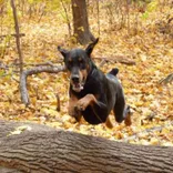Garshangan Kennels