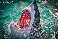 Shark cage diving South Africa – This is my shark life