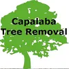 Tree Lopping Brisbane Southside