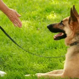 Sit Means Sit Dog Training