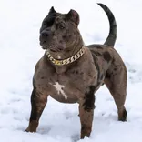 Swag Kennels inc