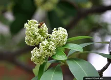Architect Viet
