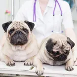 Fort Oglethorpe Pet Wellness Center