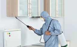 Wasp Removal Melbourne
