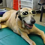 Lake Olympia Animal Hospital