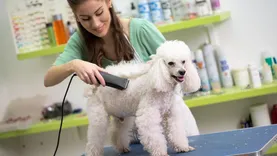 Mobile Dog Wash Adelaide
