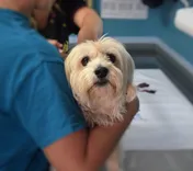 Pet Express