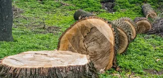 Frankston Tree Removal