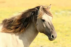Horse Riding Now