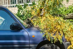 St. Pete Tree Care