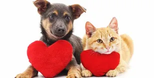 Healthy Select Pet Food